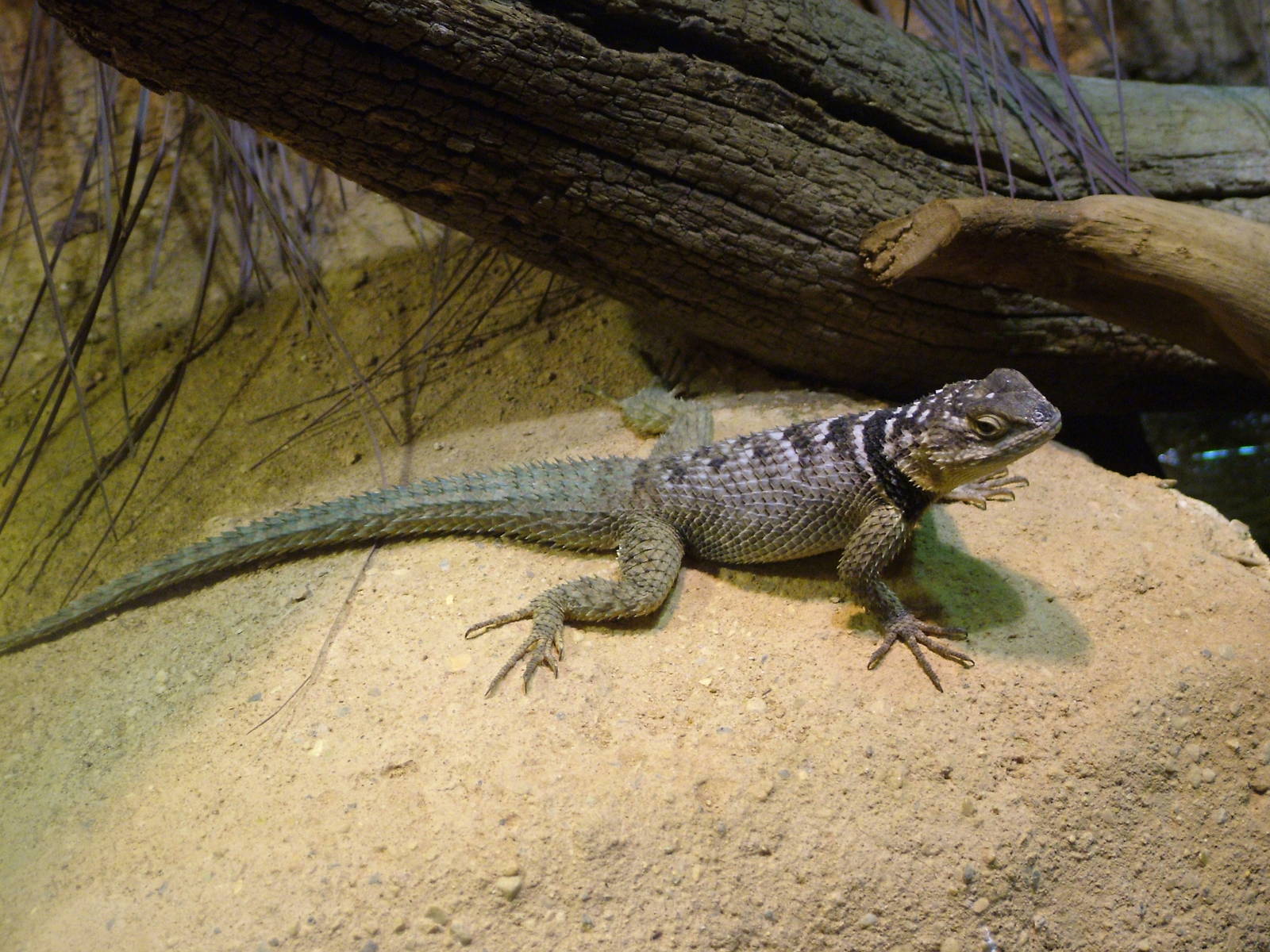 Blue Fence Lizard at Cotswold WP 17/04/10