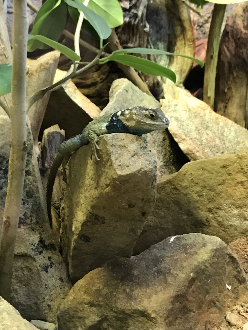 Blue fence lizard