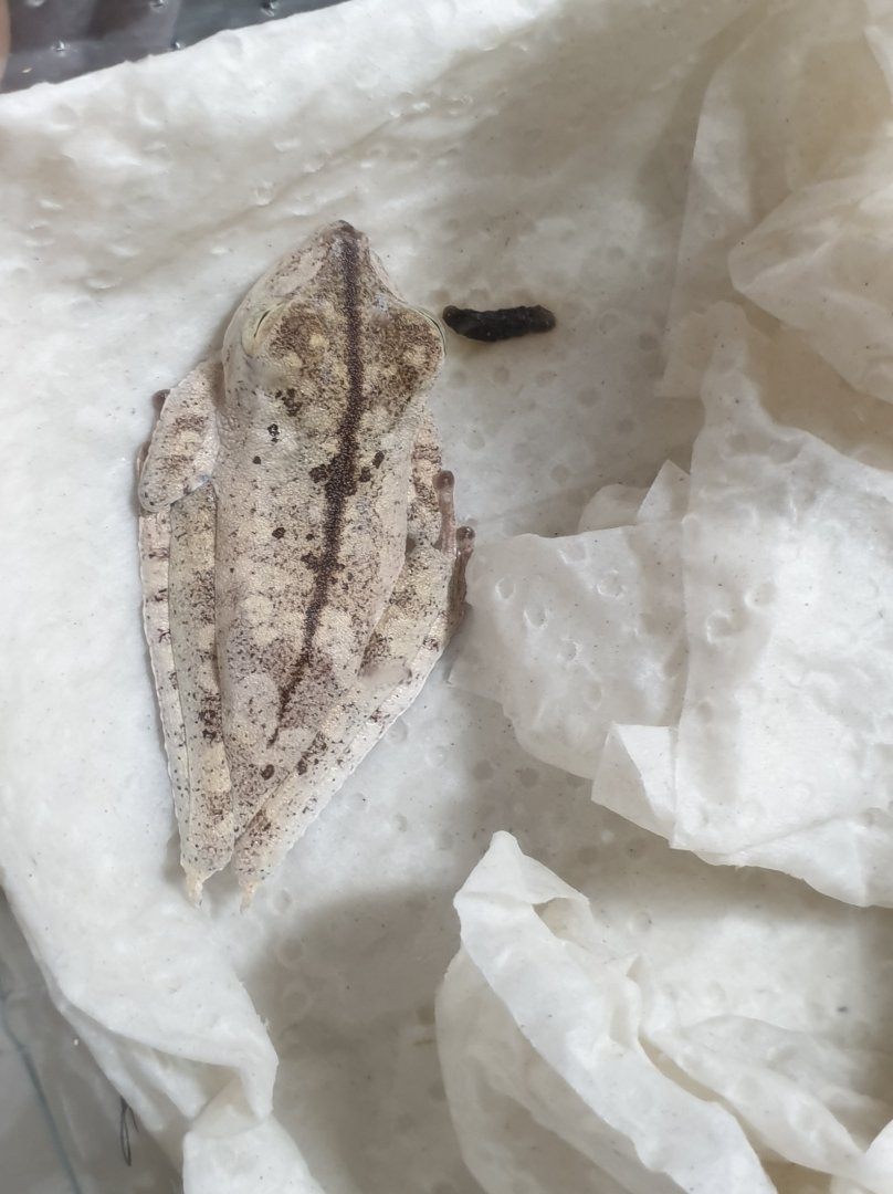 Blue-flanked tree frog - Hyla calcarata