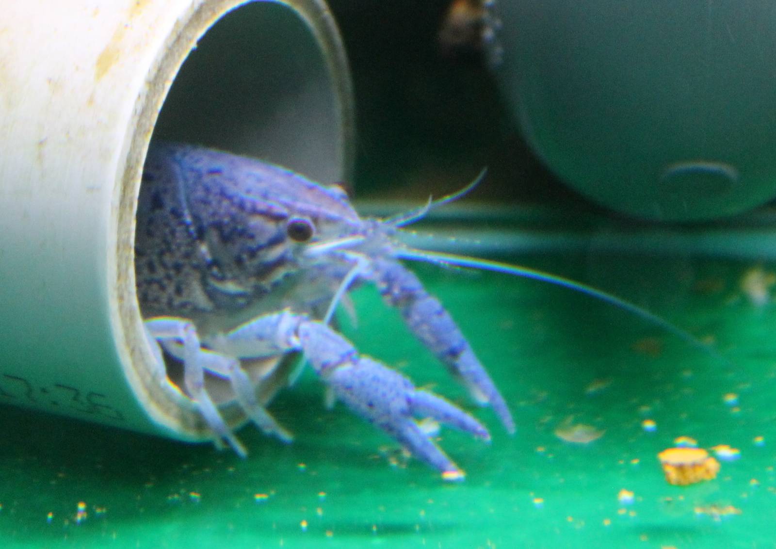 Blue Florida lobster