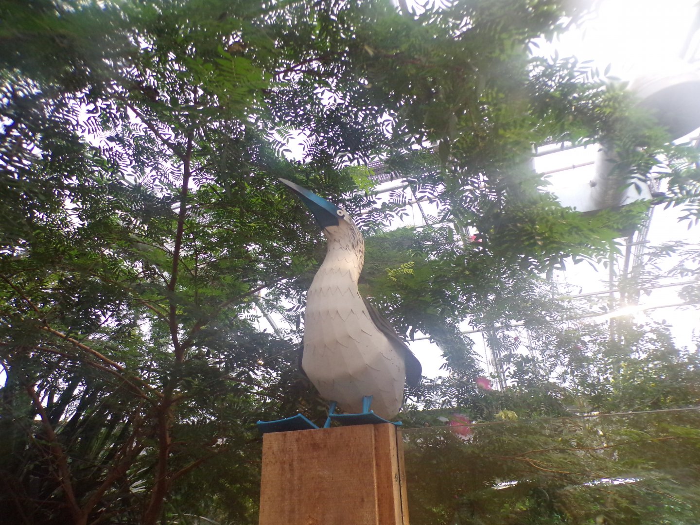 Blue-footed boobie statue 11.2.25