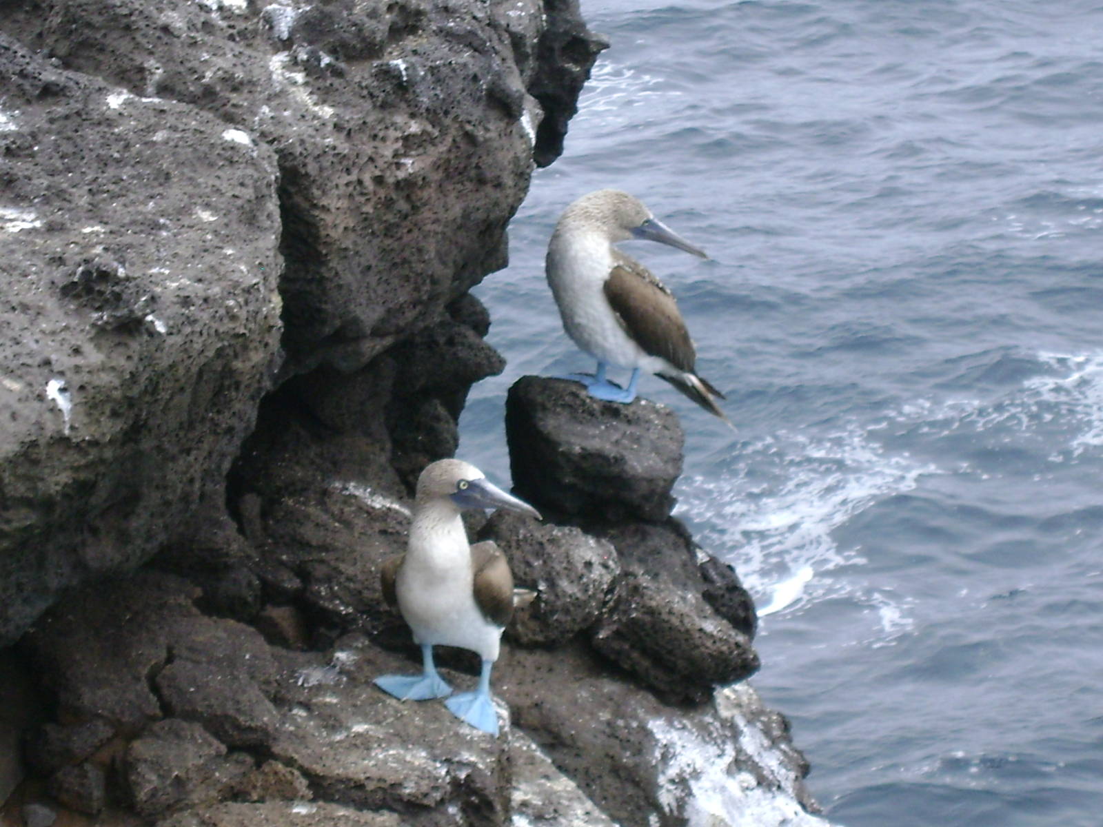 Blue footed boobies