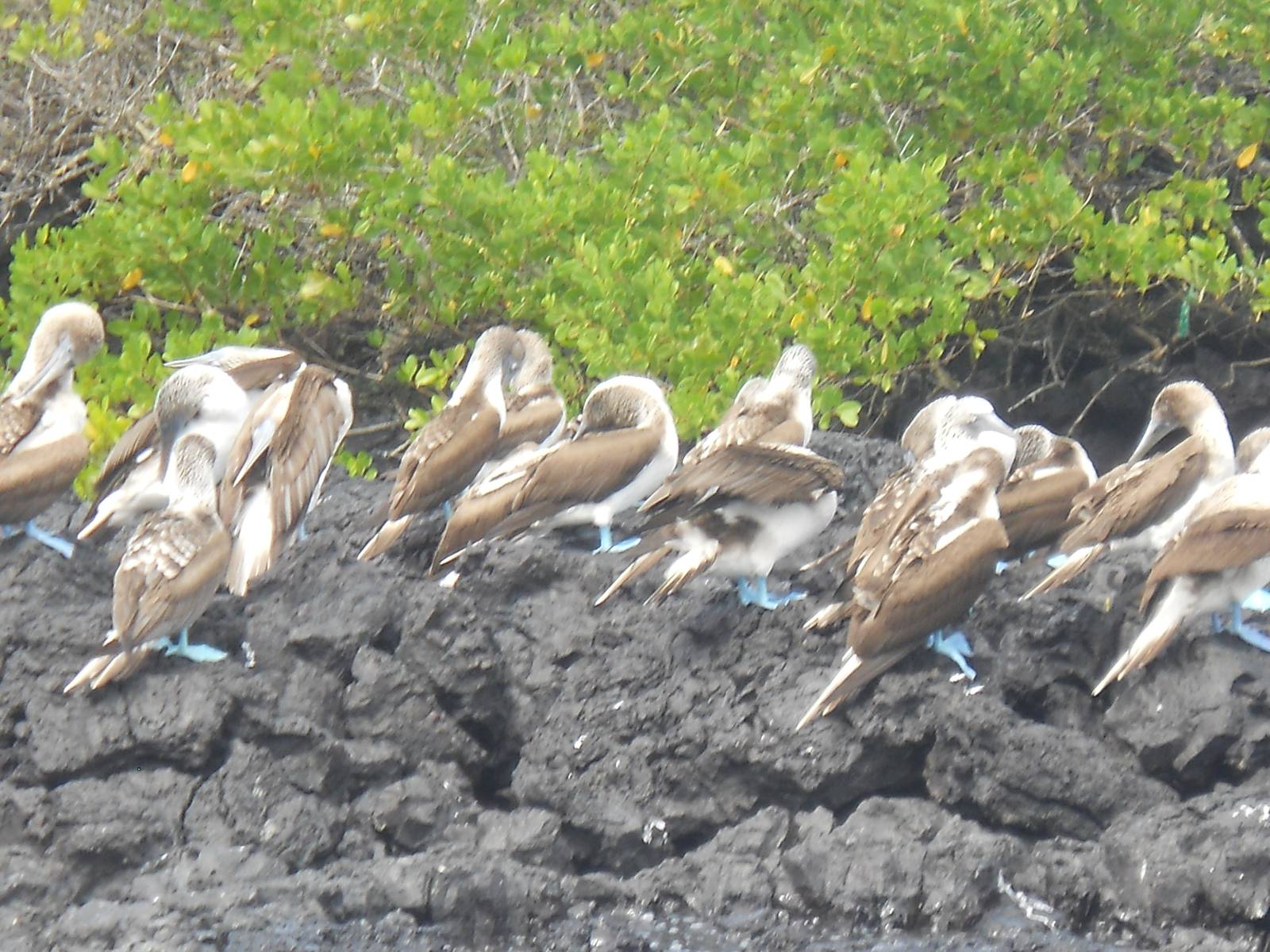 Blue footed boobies