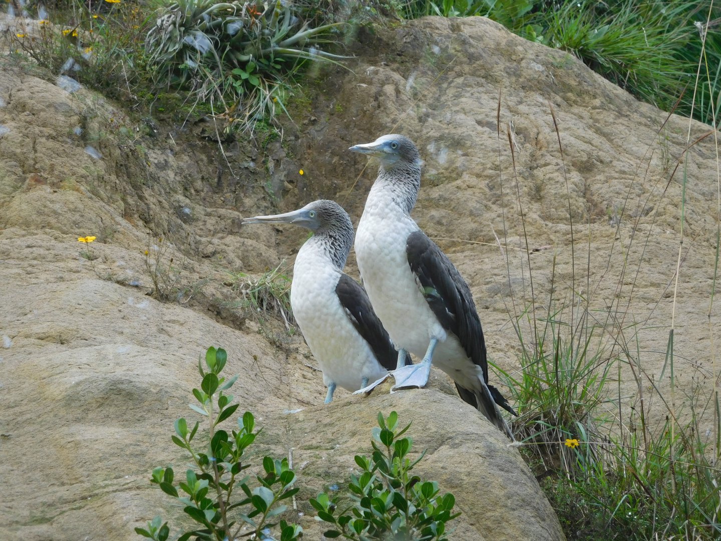 Blue-footed Boobies