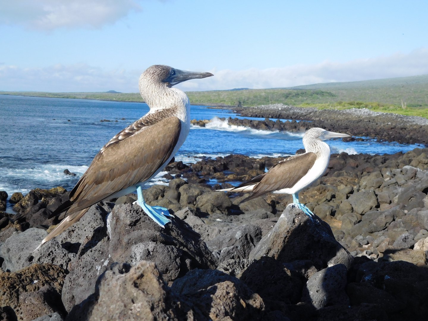 Blue-footed Boobies