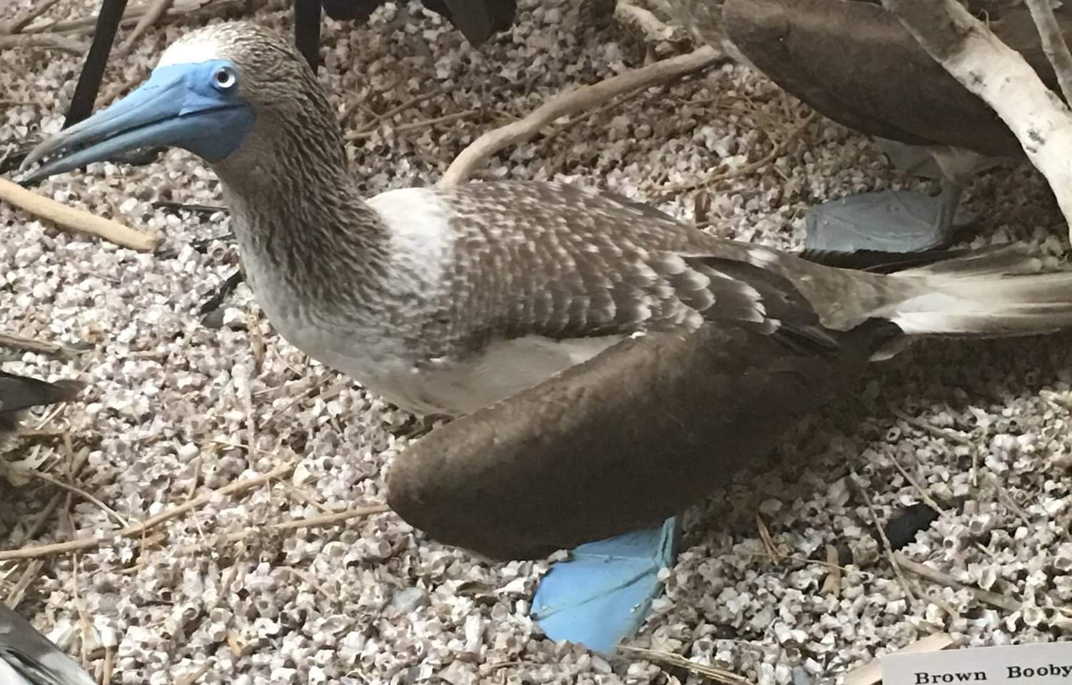 Blue footed booby (Sula nebouxii)