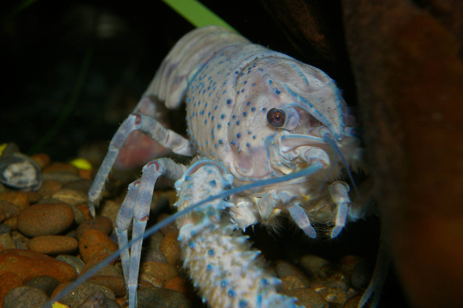 blue freshwater crayfish (Paranephrops zealandicus)