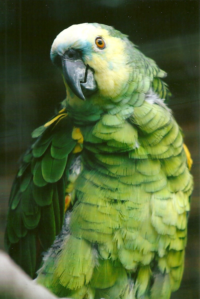 Blue-fronted Amazon 12th September 2012