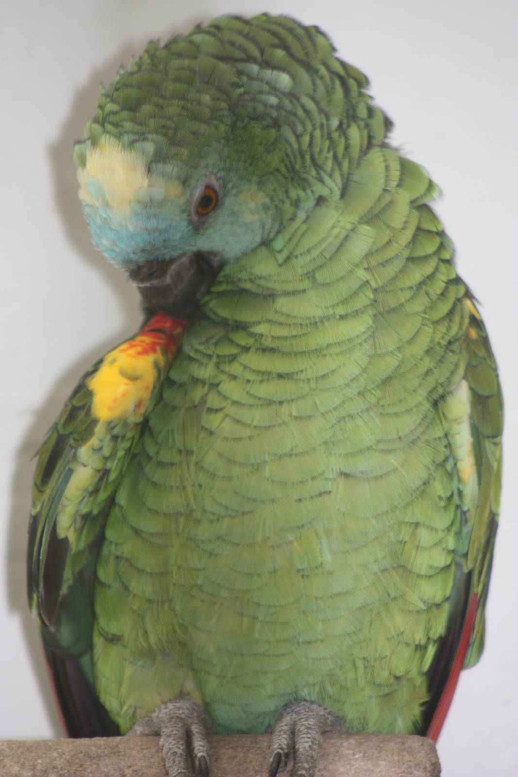 Blue-fronted Amazon, 13th September 2013