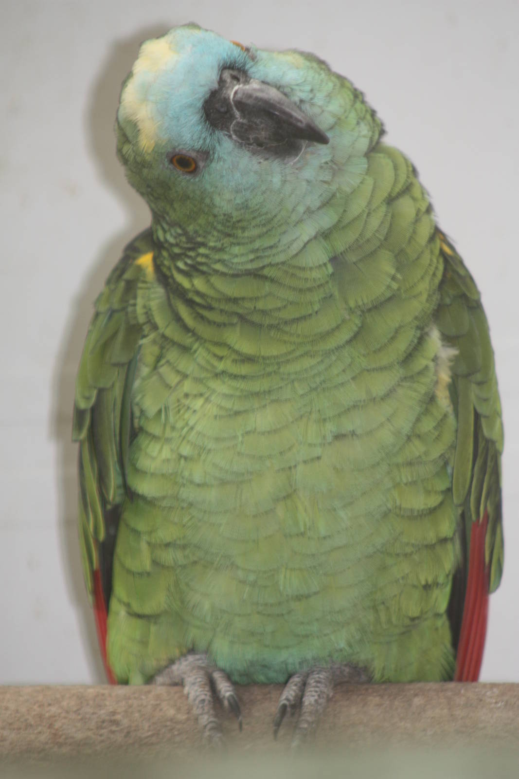 Blue-fronted Amazon, 13th September 2013