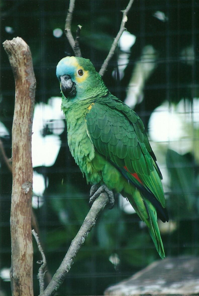 Blue-fronted Amazon 19th May 2013
