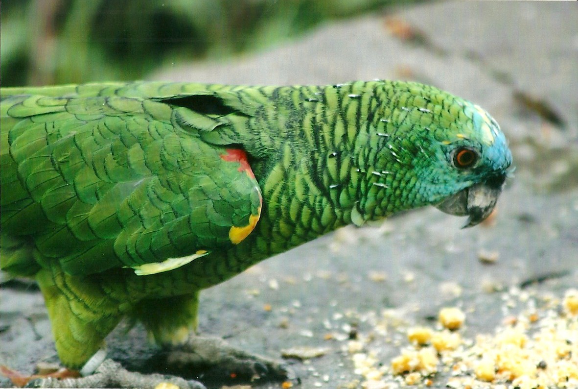 Blue-fronted Amazon 1st November 2012