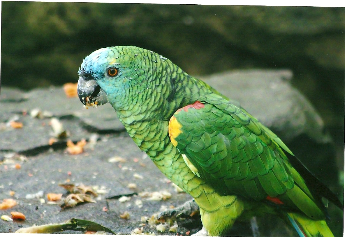 Blue-fronted Amazon 1st November 2012