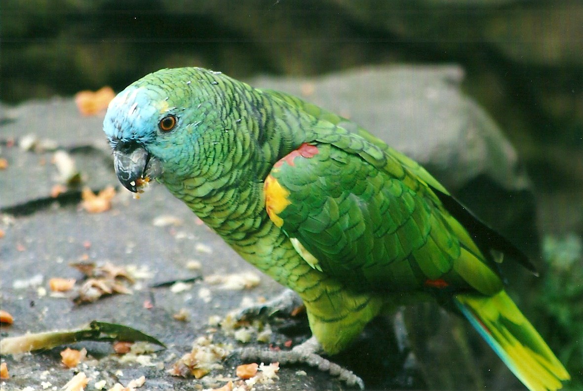 Blue-fronted Amazon 1st November 2012