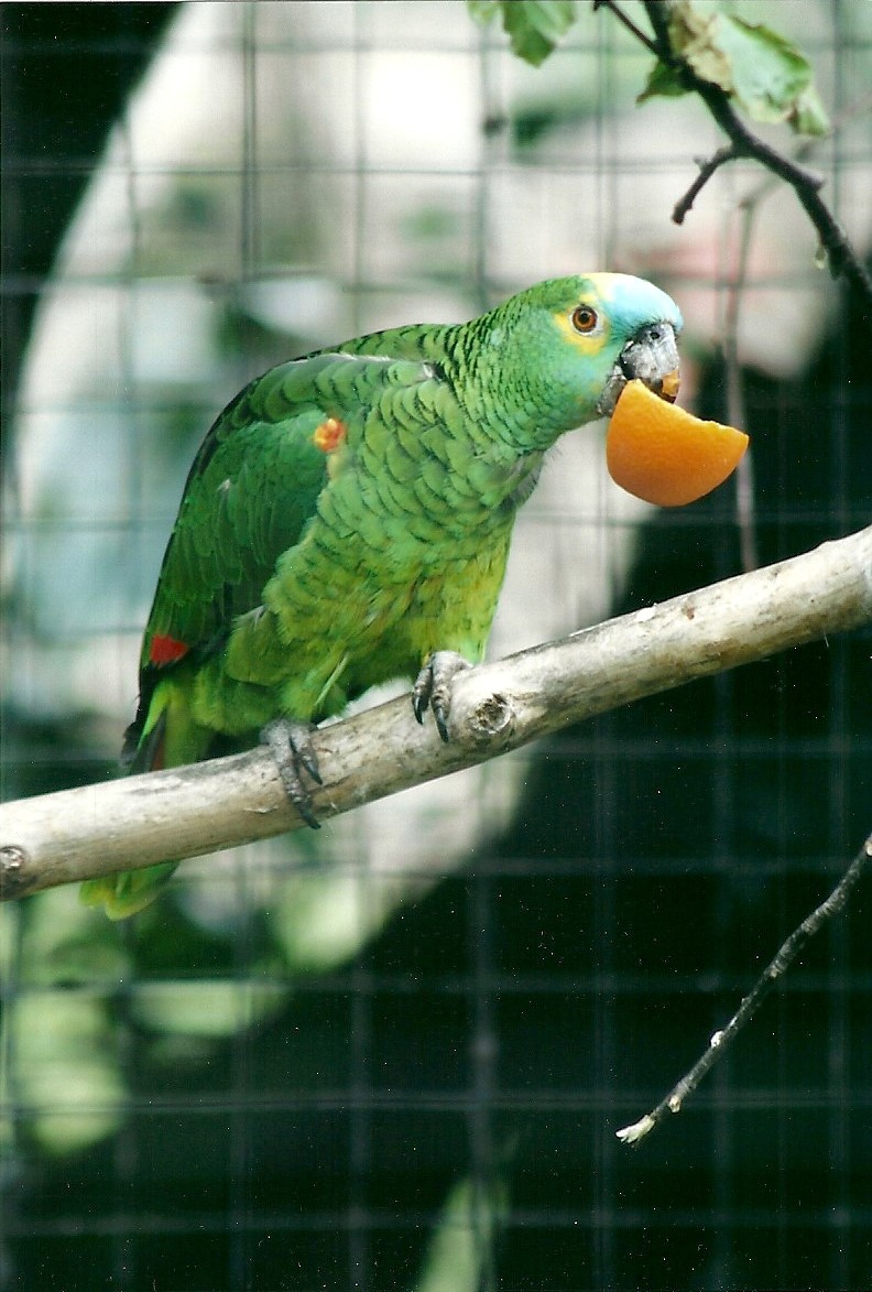 Blue-fronted Amazon 20th May 2013