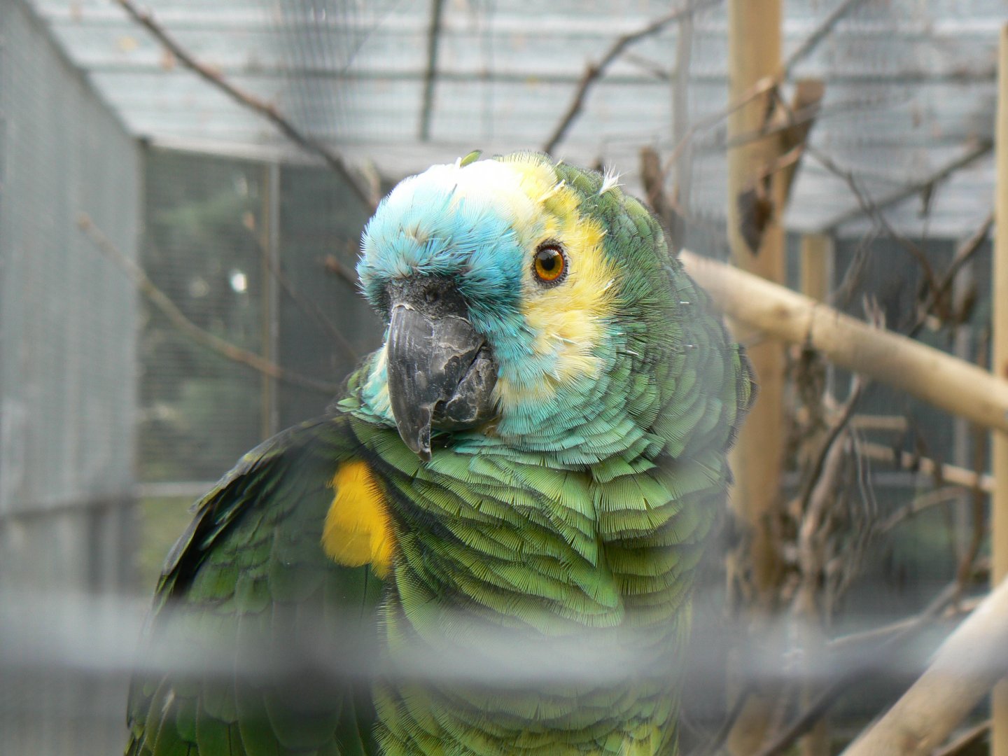 Blue-fronted Amazon - 25 October 2016, Askham Bryan Wildlife and Conservation Park