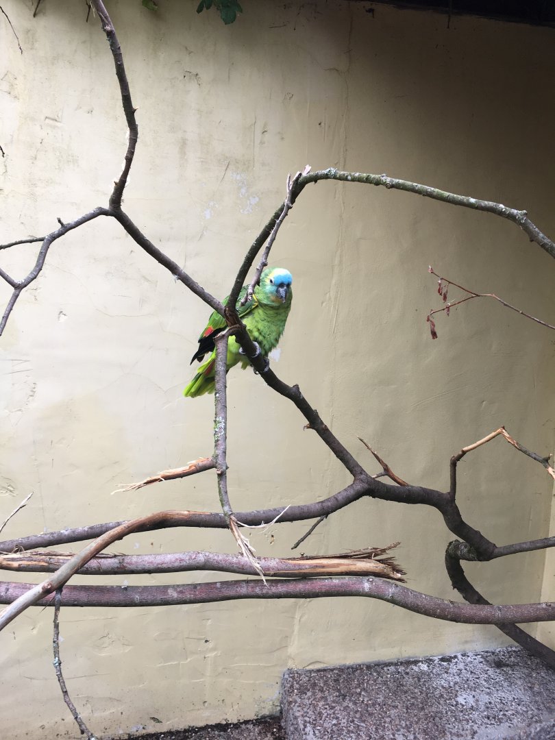 Blue-fronted Amazon 300617