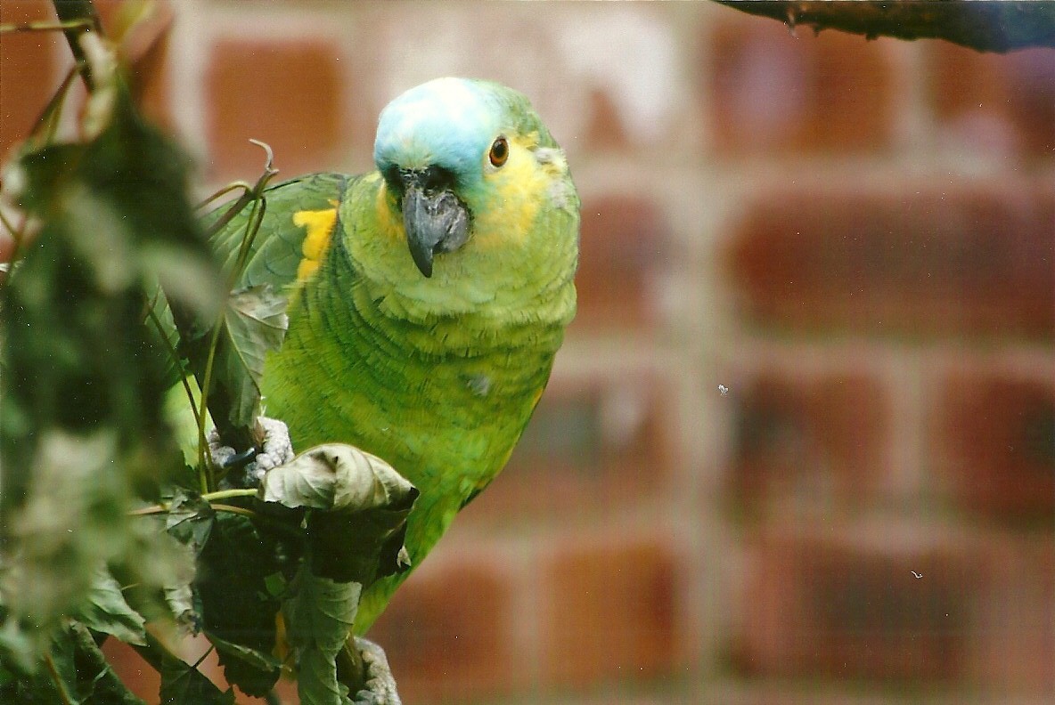 Blue-fronted Amazon 3rd August 2012