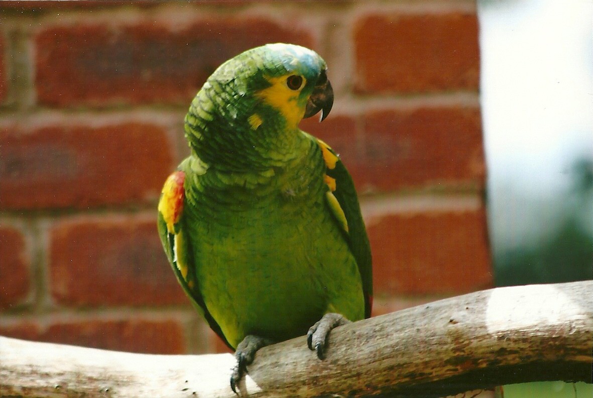 Blue-fronted Amazon 3rd August 2012