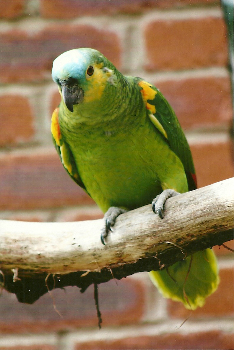 Blue-fronted Amazon 3rd August 2012