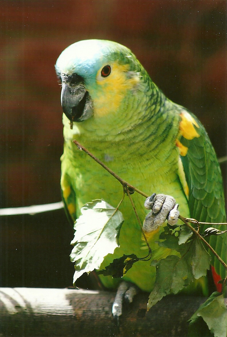 Blue-fronted Amazon 3rd August 2012