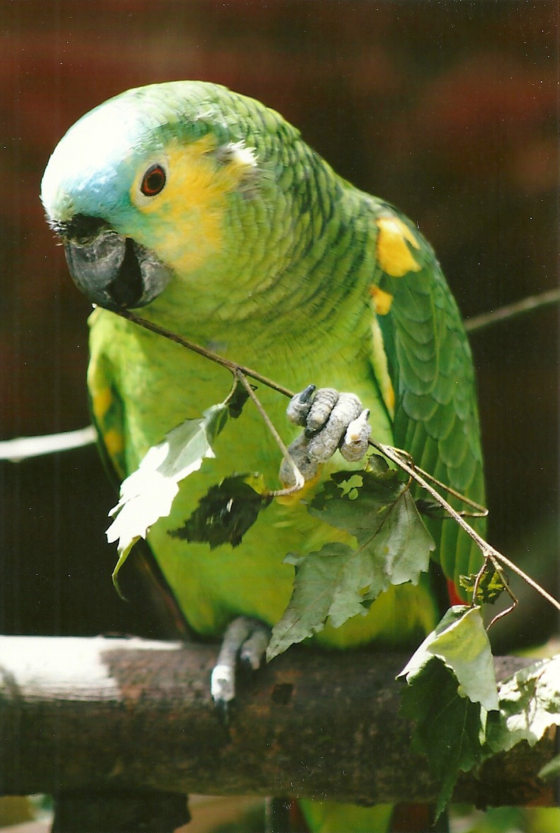 Blue-fronted Amazon 3rd August 2012