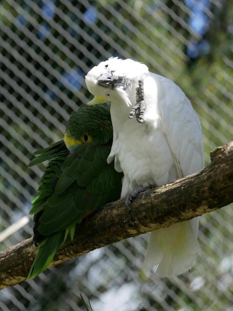 Blue-fronted amazon (Amazona aestiva aestiva) and sulphur-crested cockatoo (Cacatua galerita)