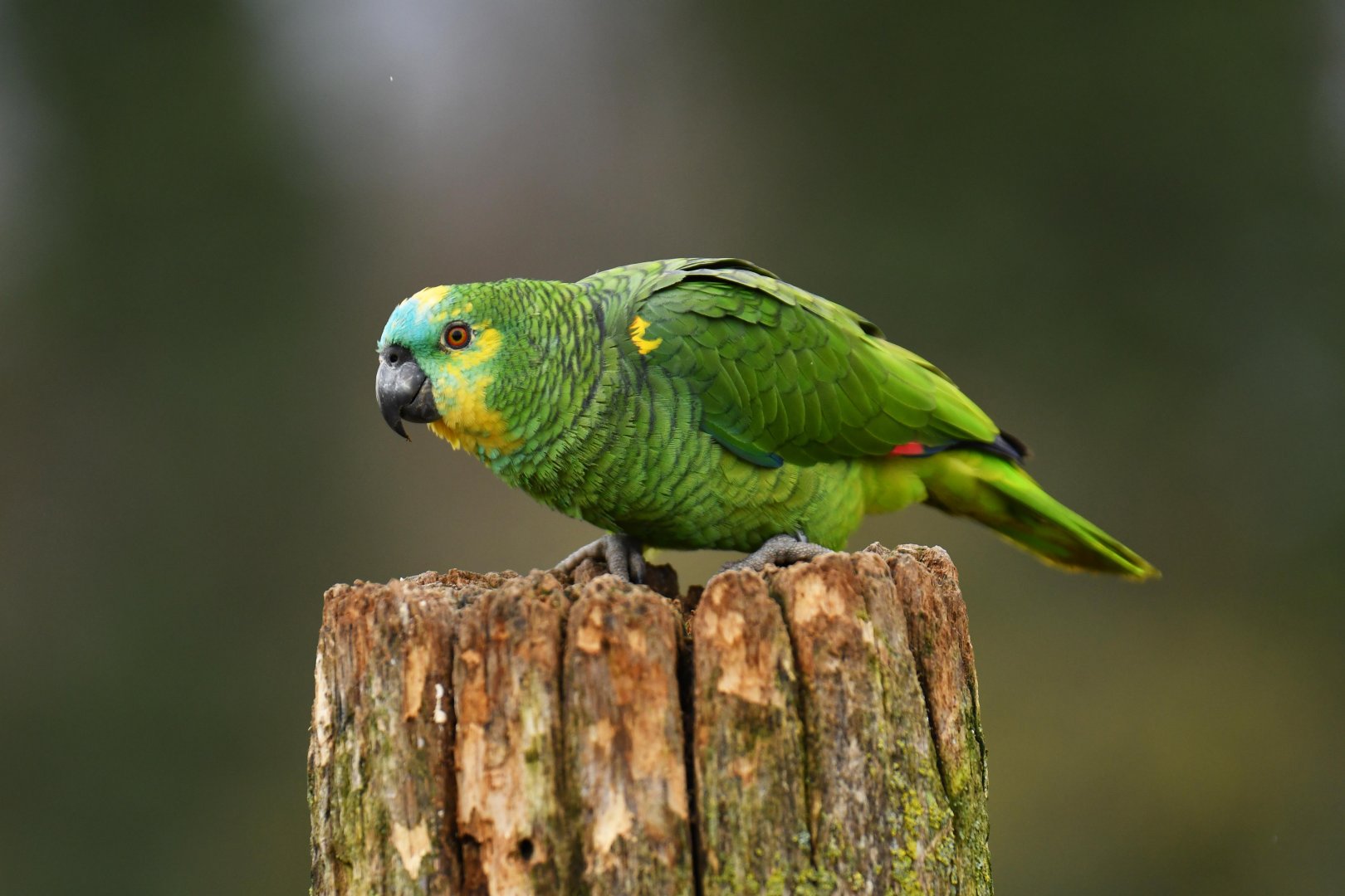 Blue-fronted Amazon (Amazona aestiva xanthopteryx)
