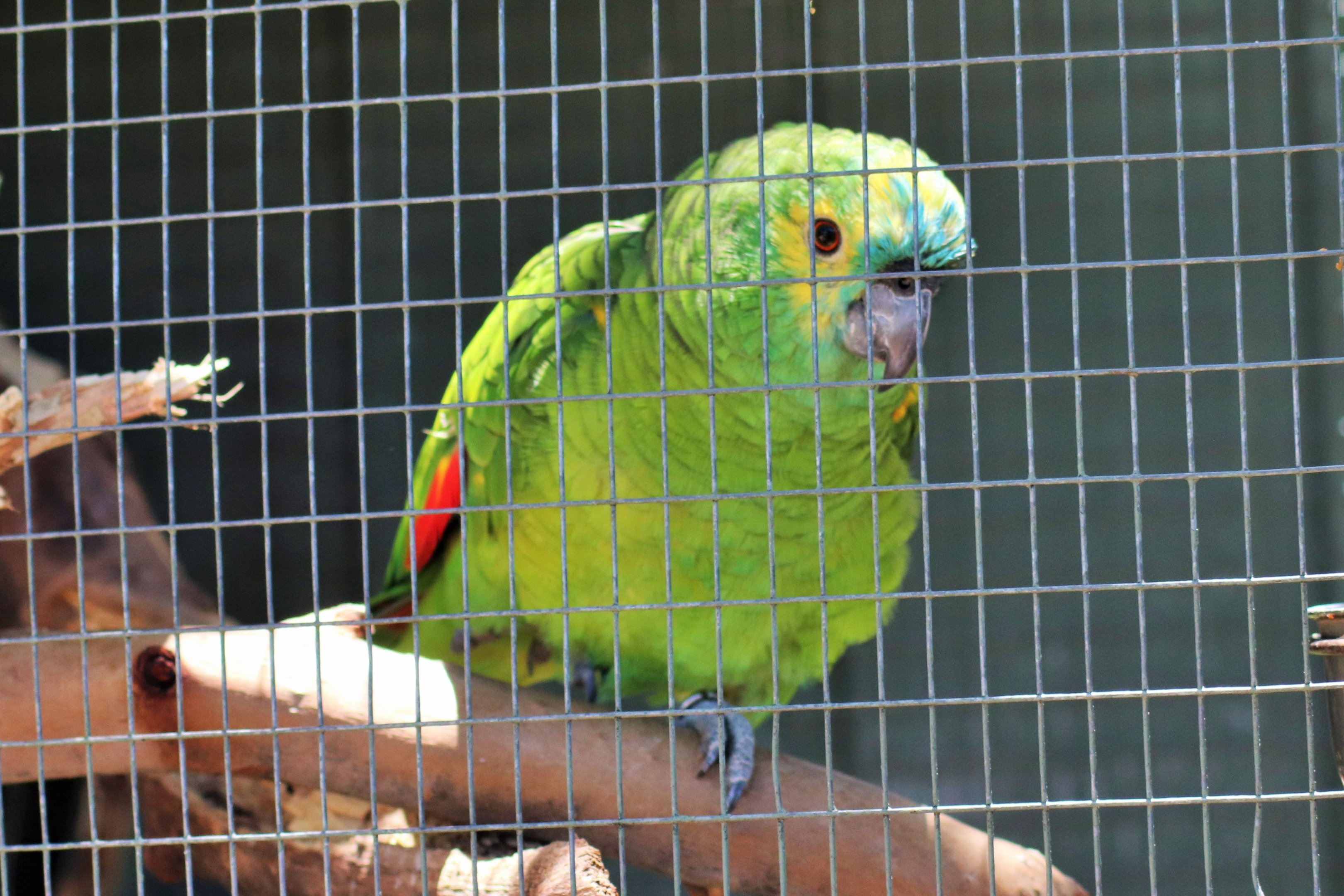 Blue-fronted Amazon (Amazona aestiva)