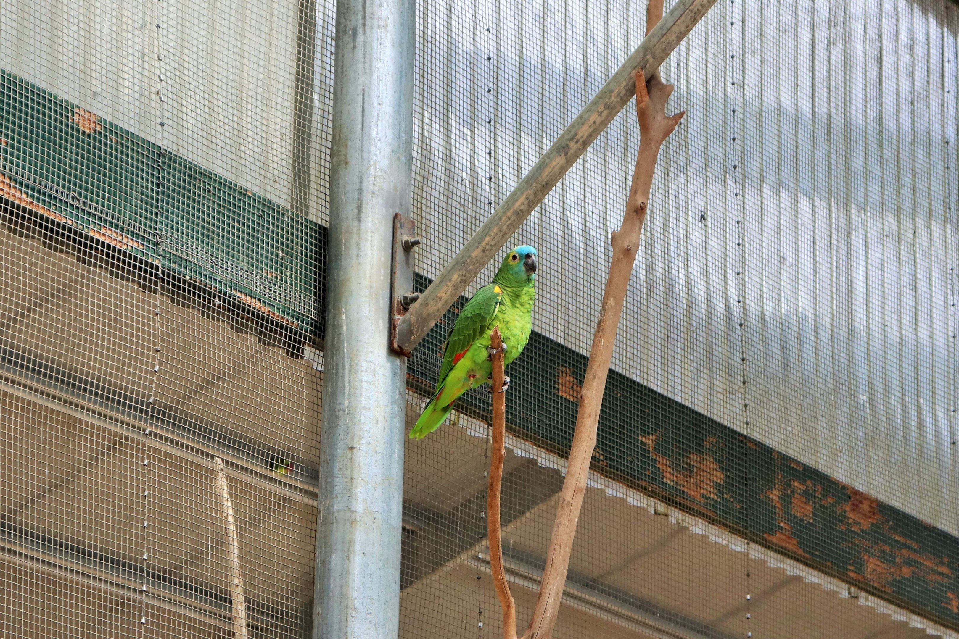 Blue-fronted Amazon (Amazona aestiva)