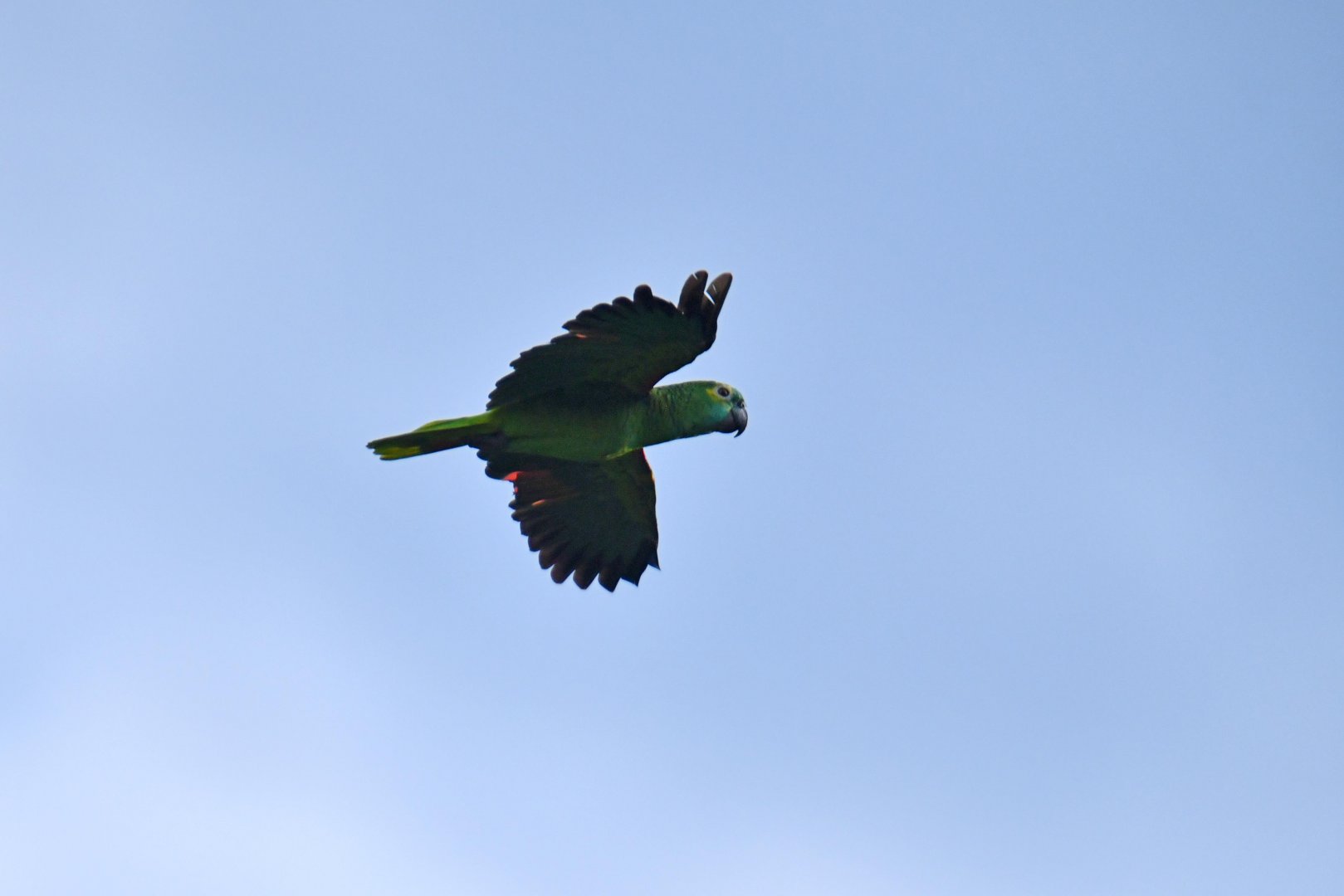 Blue-fronted Amazon (Amazona aestiva)