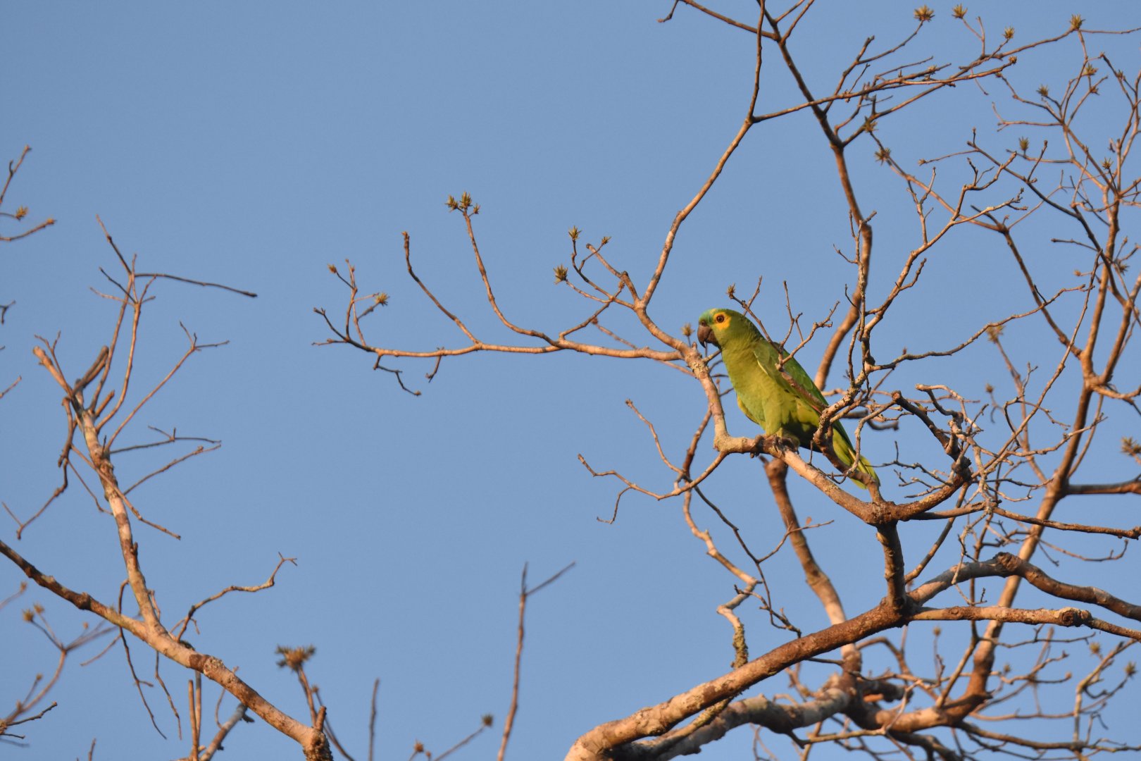 Blue-fronted Amazon (Amazona aestiva)
