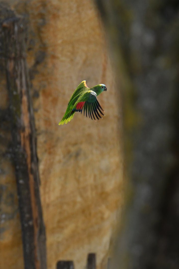 Blue-fronted amazon (Amazona aestiva)