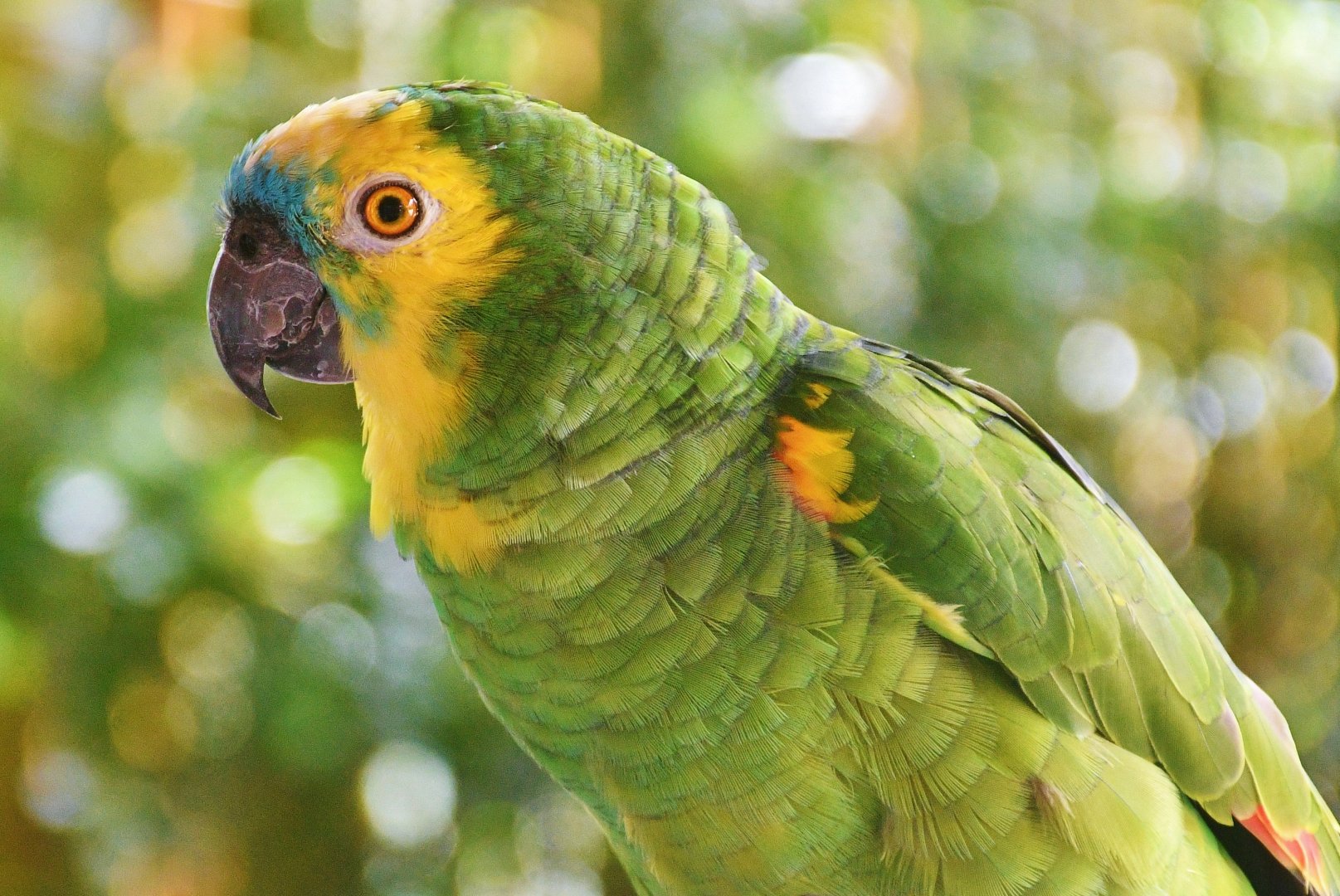 Blue-fronted Amazon (Amazona aestiva)