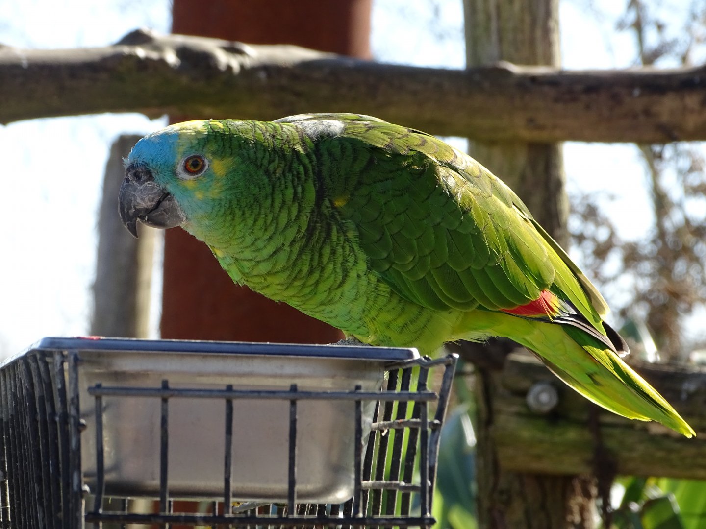 Blue-fronted amazon (Amazona aestiva)