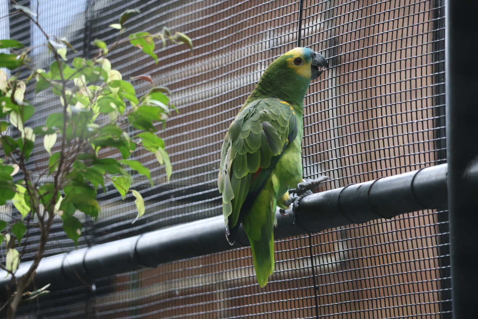 Blue-fronted amazon (Amazona aestiva)