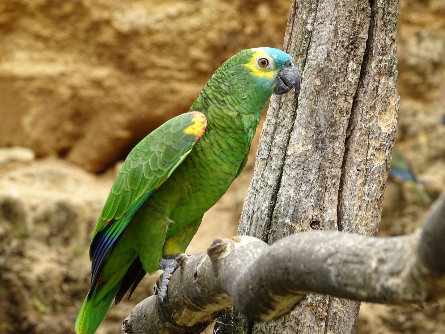 Blue-fronted amazon (Amazona aestiva)