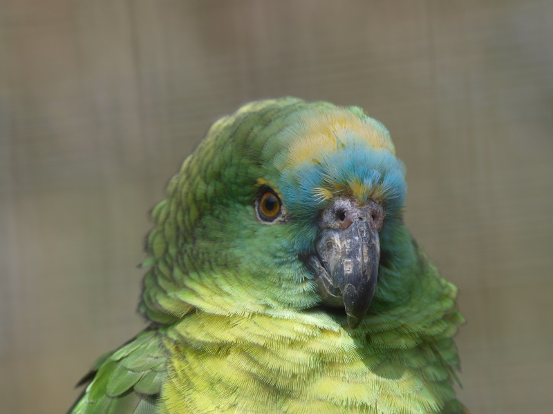 Blue-fronted amazon (April 19th, 2015)