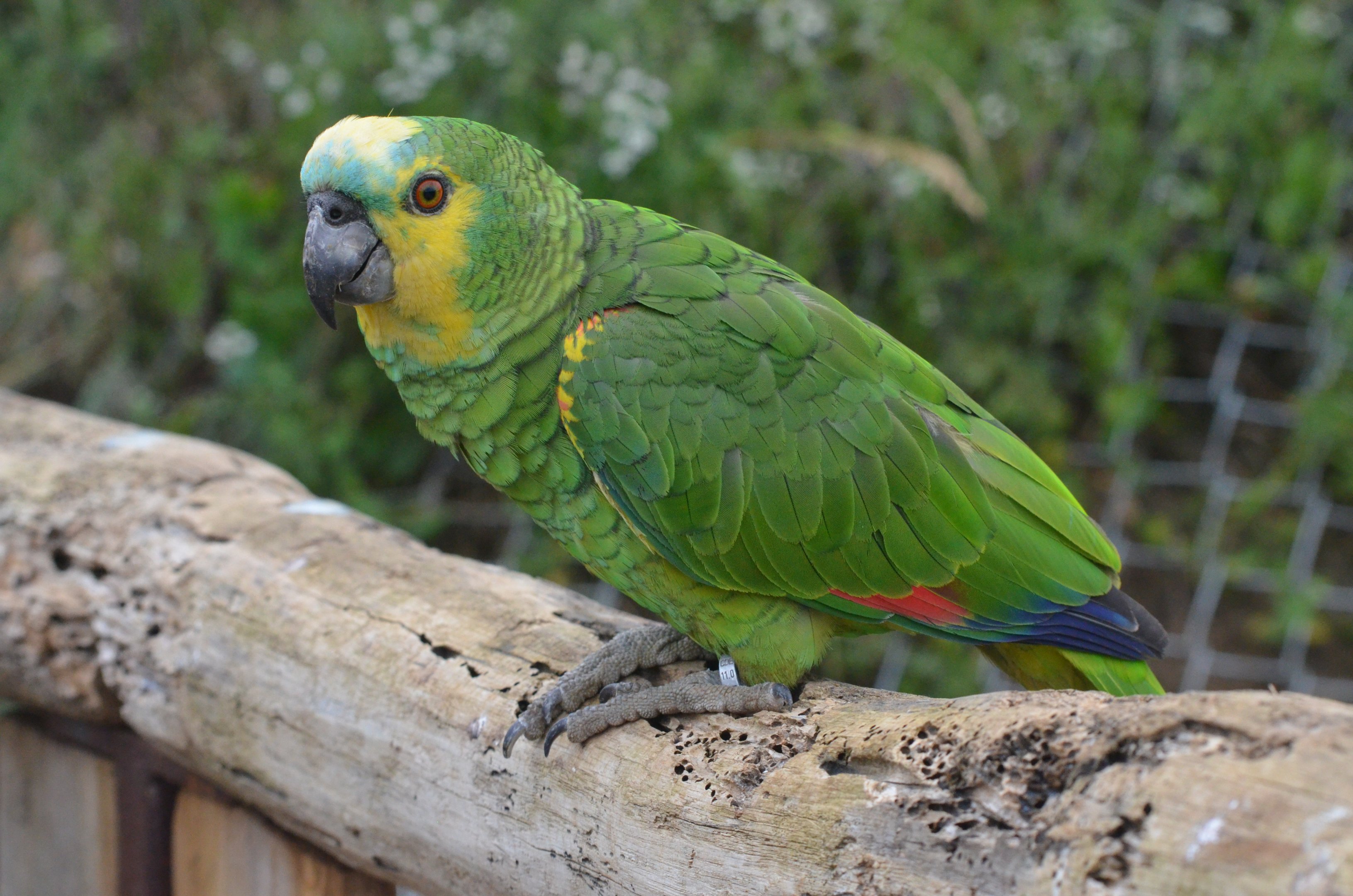 Blue-fronted Amazon at Doué-la-Fontaine, 15/06/18