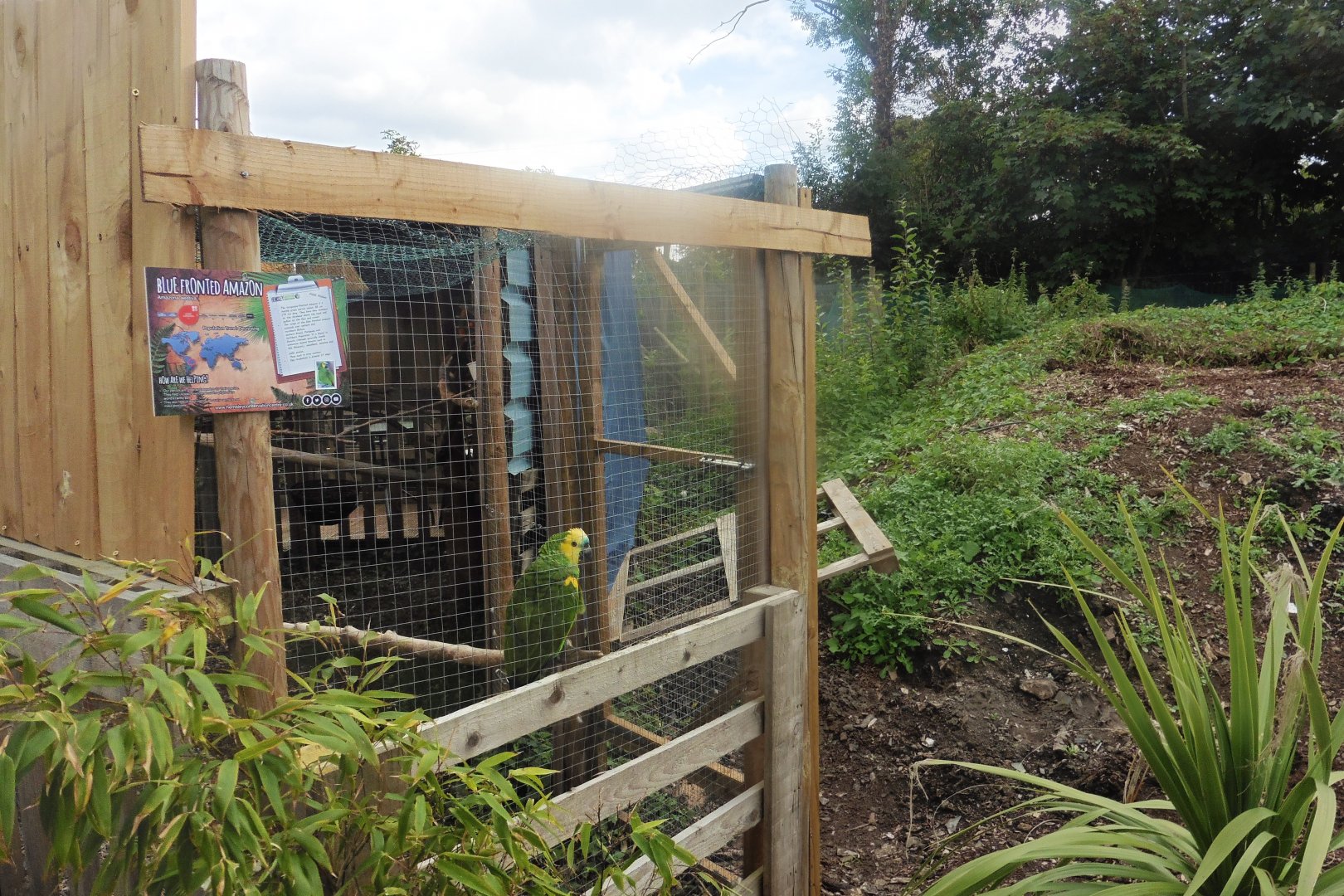Blue-fronted Amazon cage