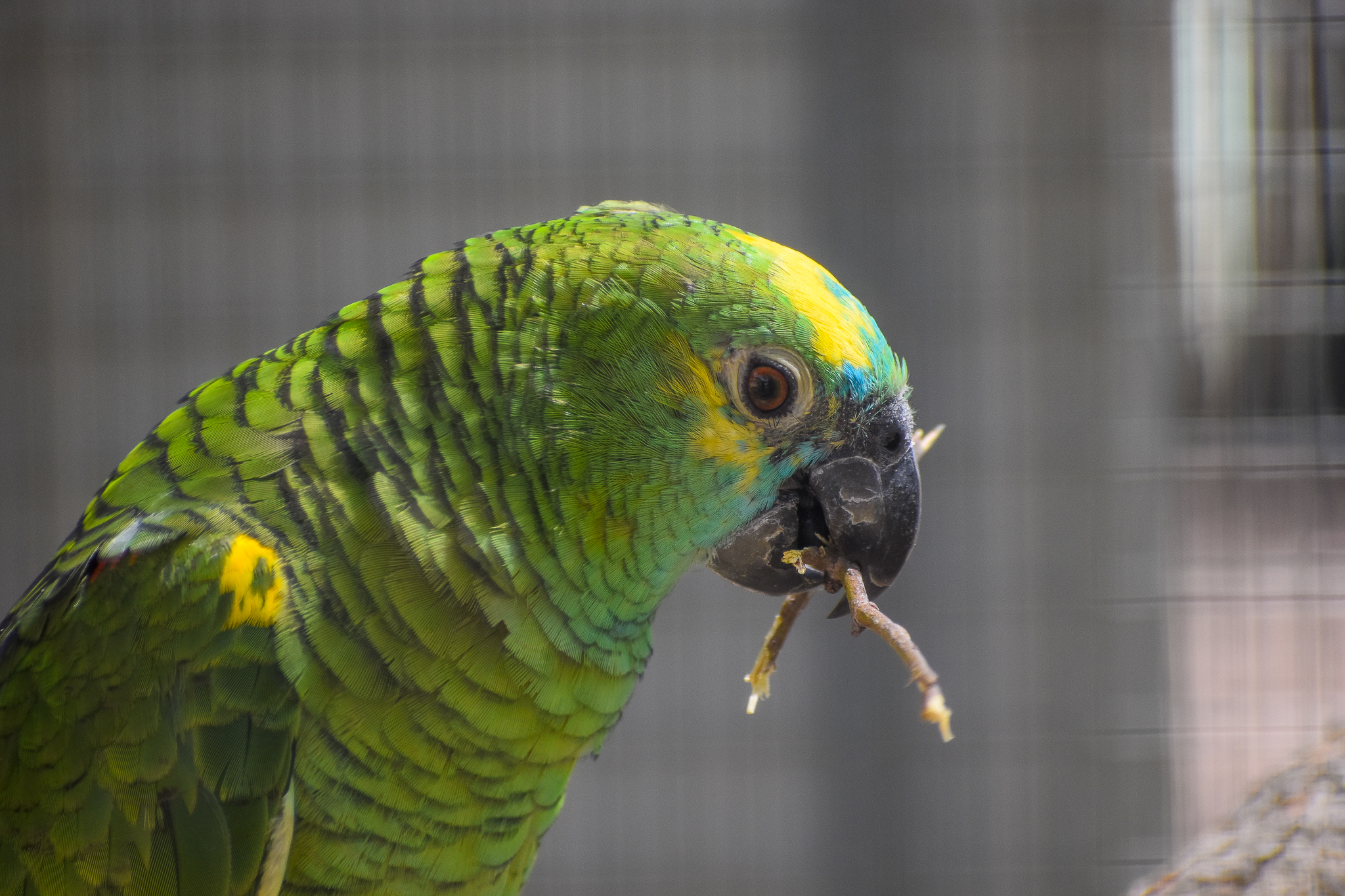 Blue-fronted Amazon chewing stick