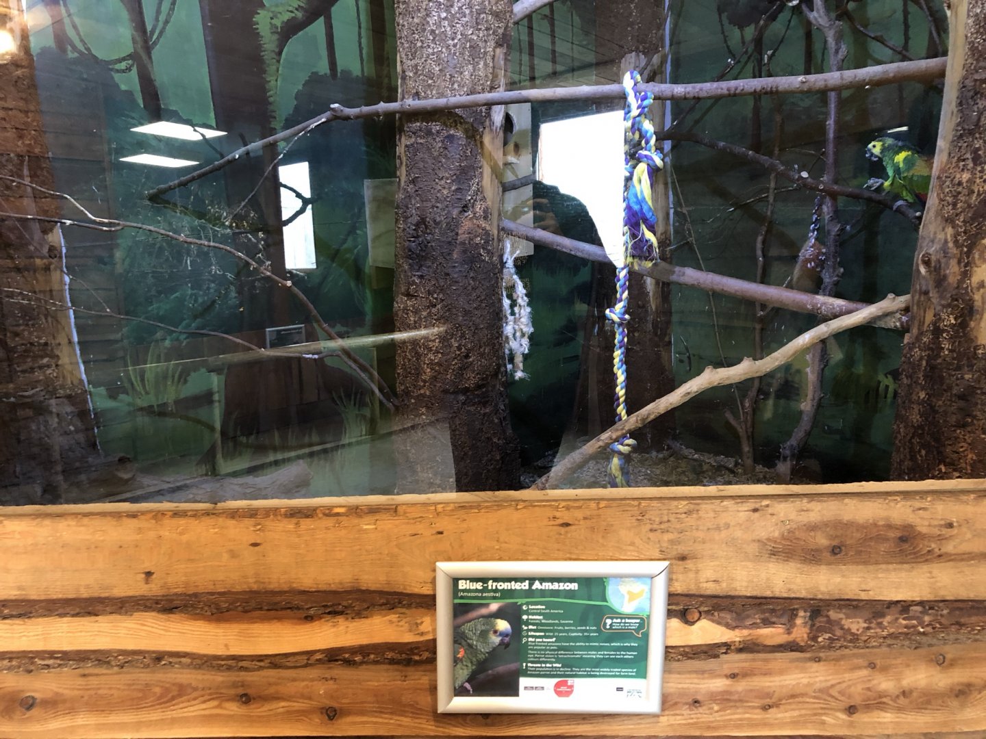 Blue-fronted Amazon Enclosure at Northumberland Country Zoo (September 2021)