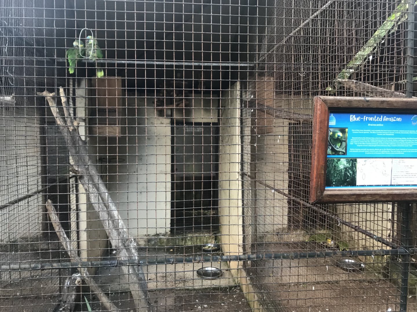 Blue-Fronted Amazon Exhibit