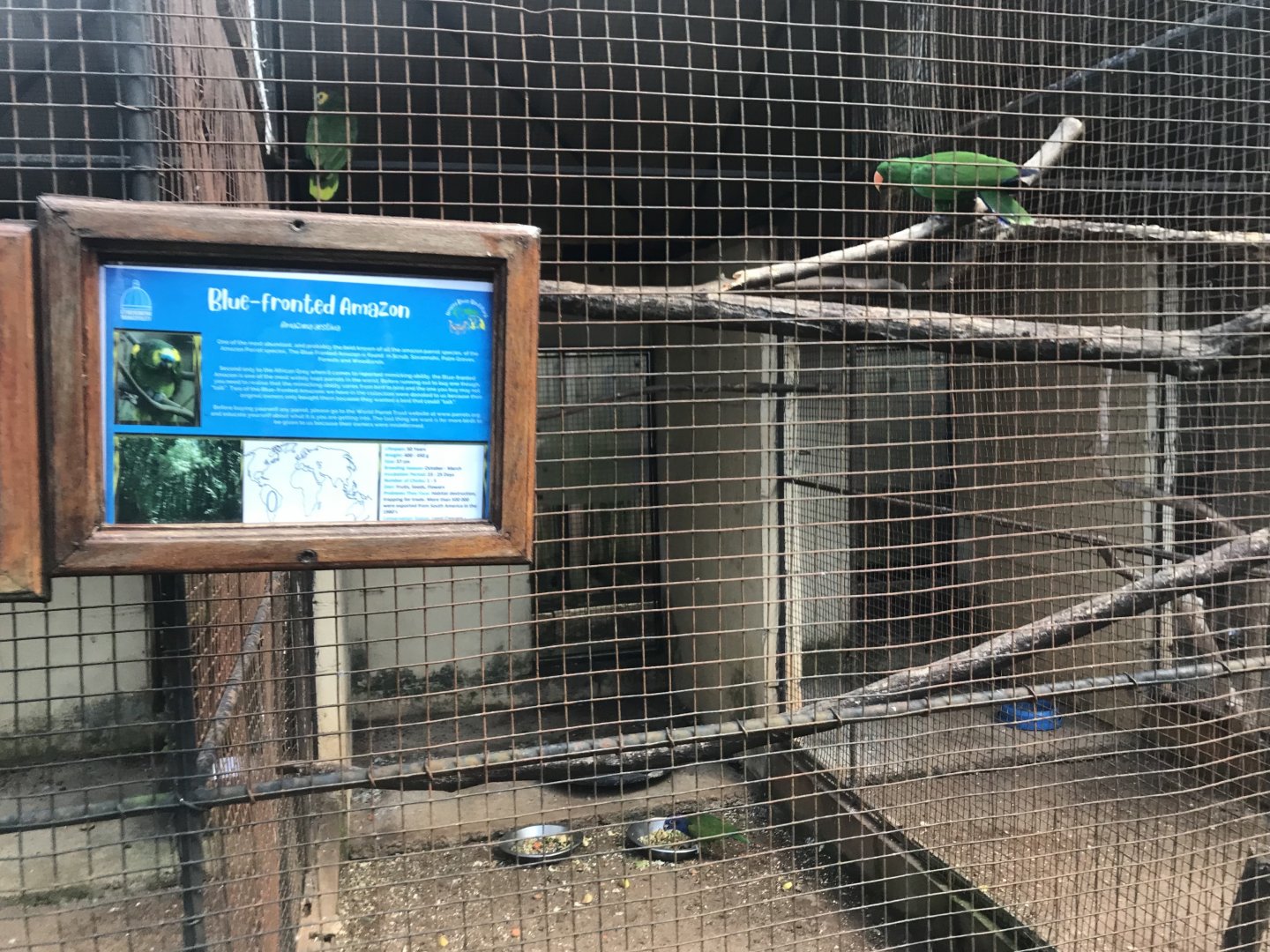 Blue Fronted Amazon/Grand Eclectus Parrot Exhibit