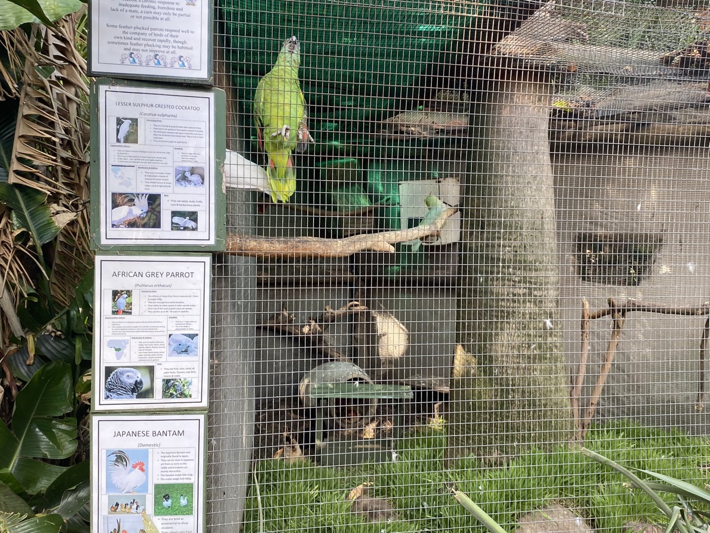 Blue-Fronted Amazon/Lesser Sulphur Crested Cockatoo/African Grey Parrot/ Domestic Chicken Exhibit