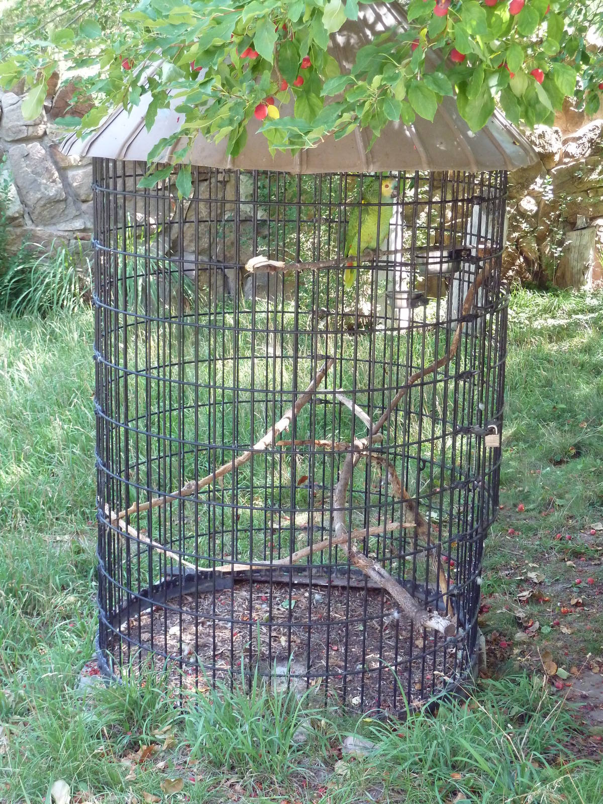 Blue-Fronted Amazon Parrot Aviary