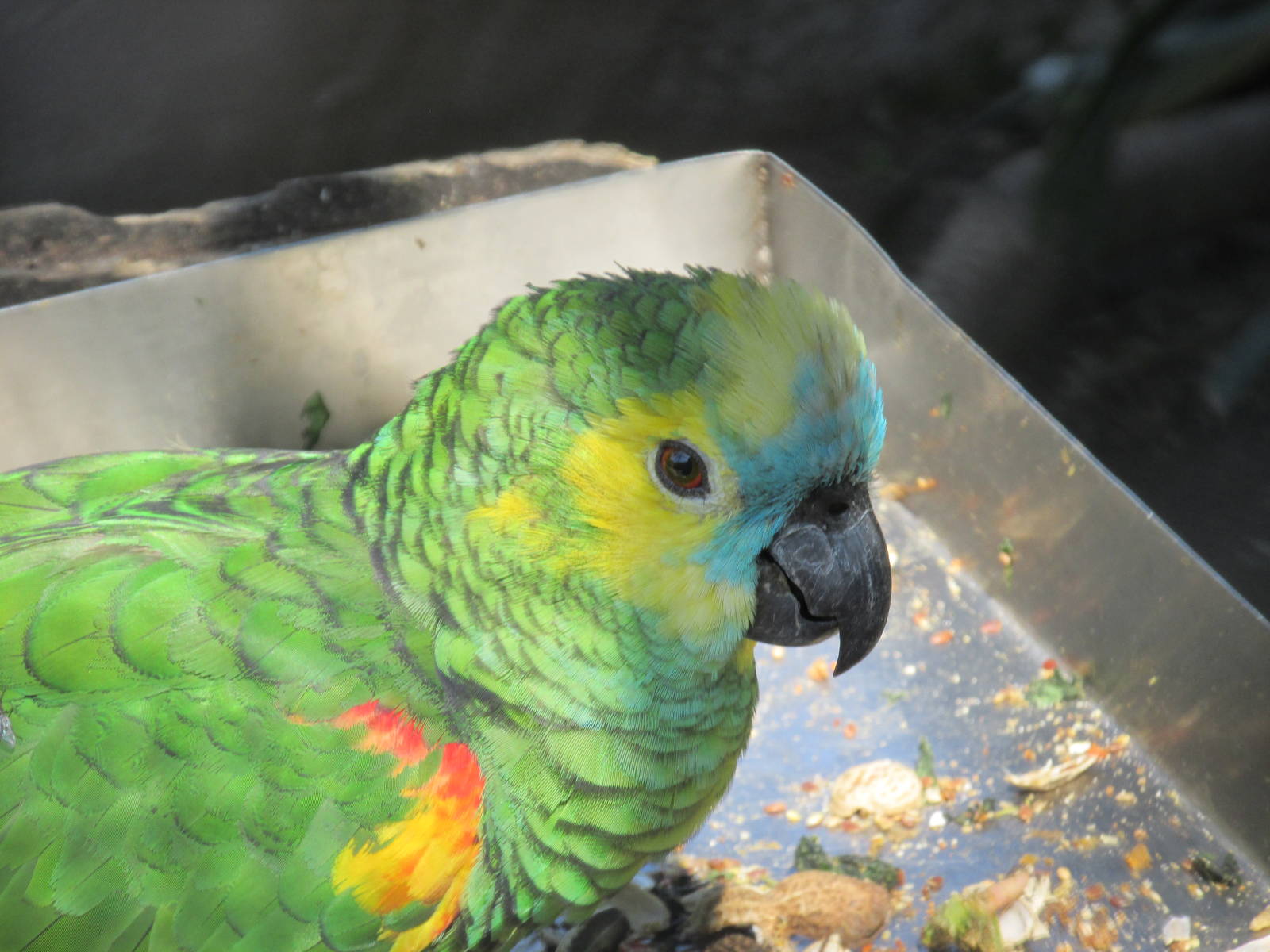 blue fronted amazon parrot BA zoo