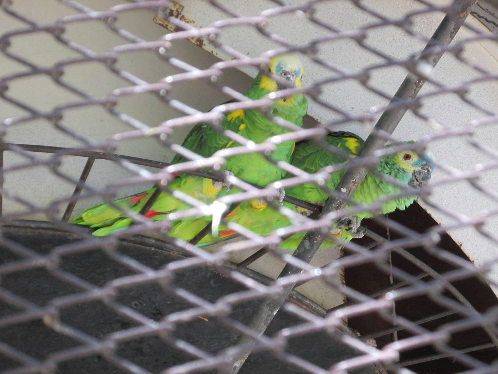 blue fronted amazon parrot mendoza zoo