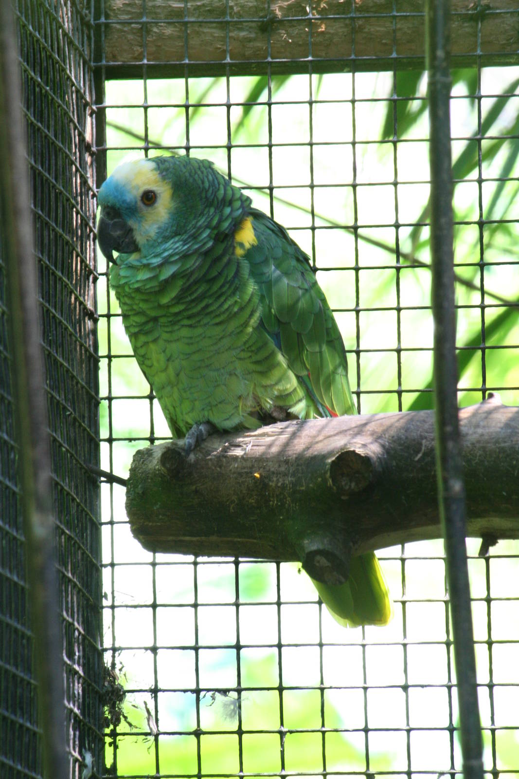 Blue-fronted amazon parrot