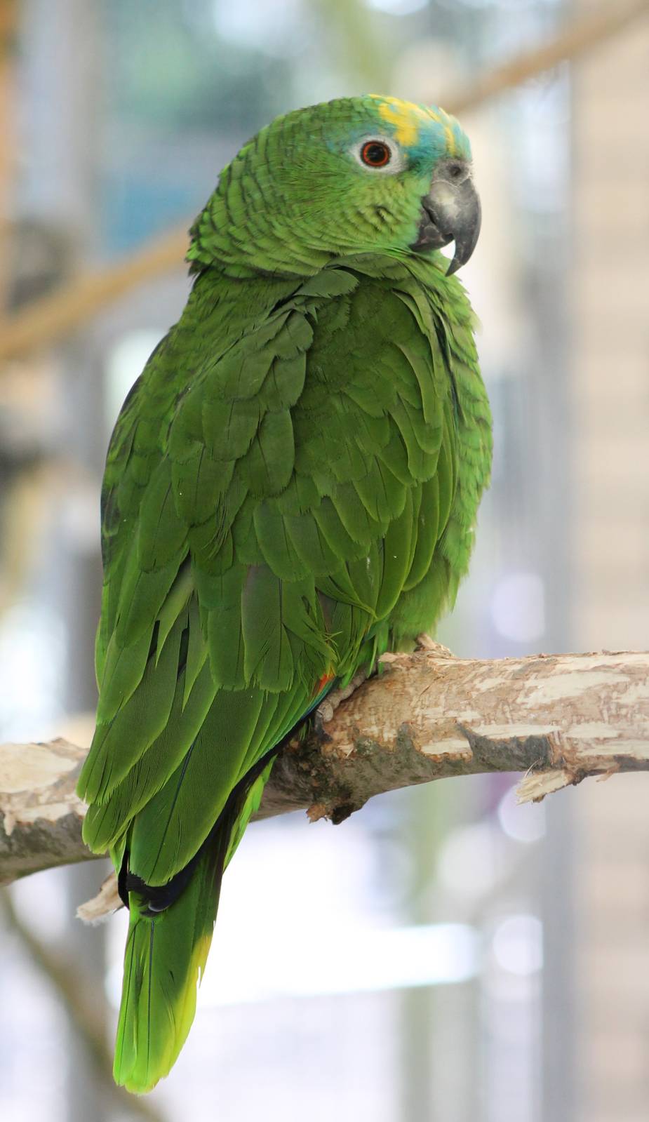Blue-fronted amazon parrot
